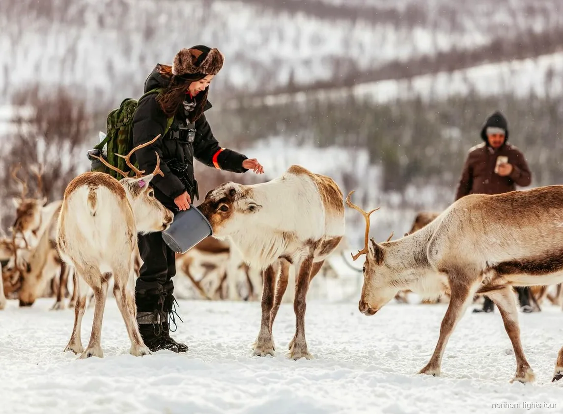 Rendiersleeën door de sneeuw nabij Tromsø op de Samische cultuurtour