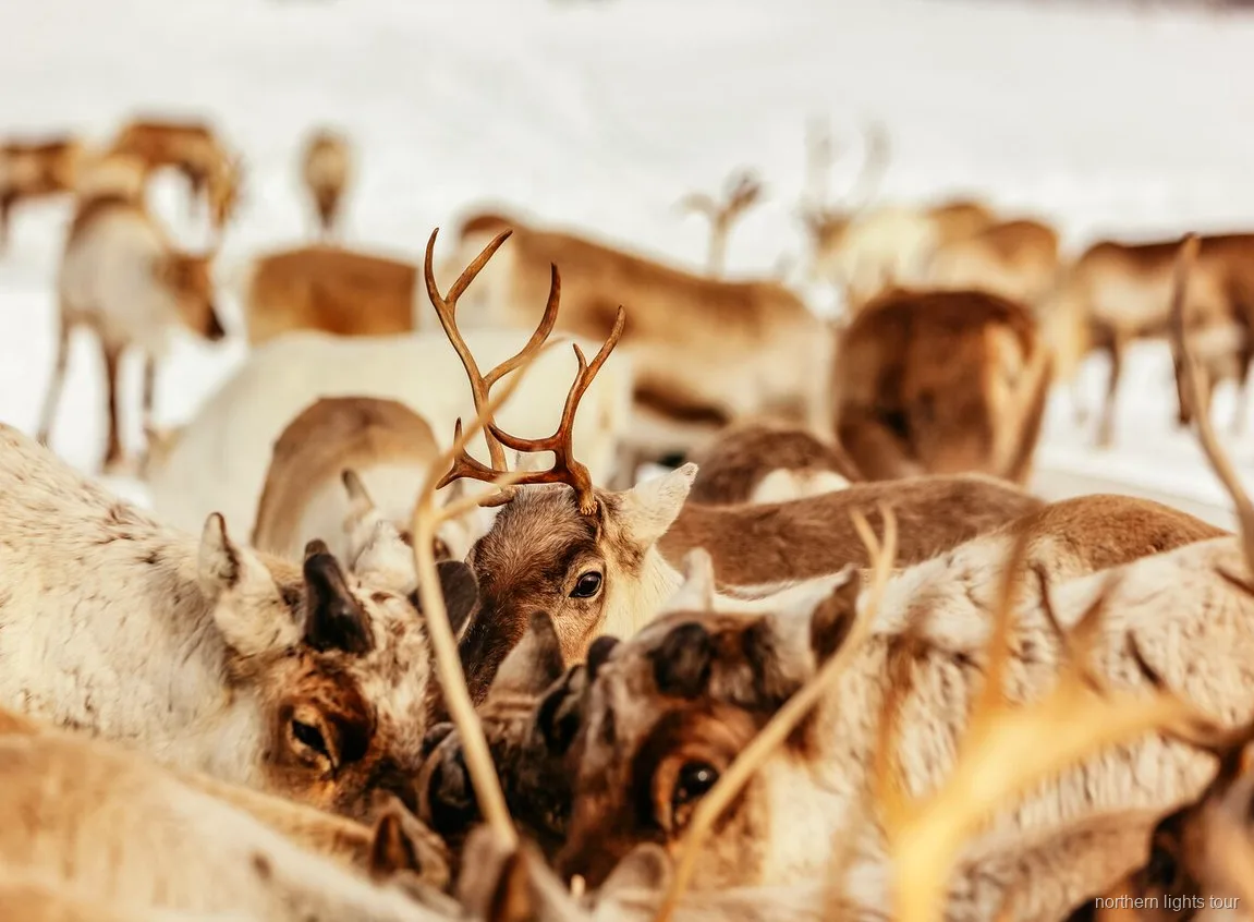 Samische gids voert de rendierkudde nabij Tromsø, Noorwegen