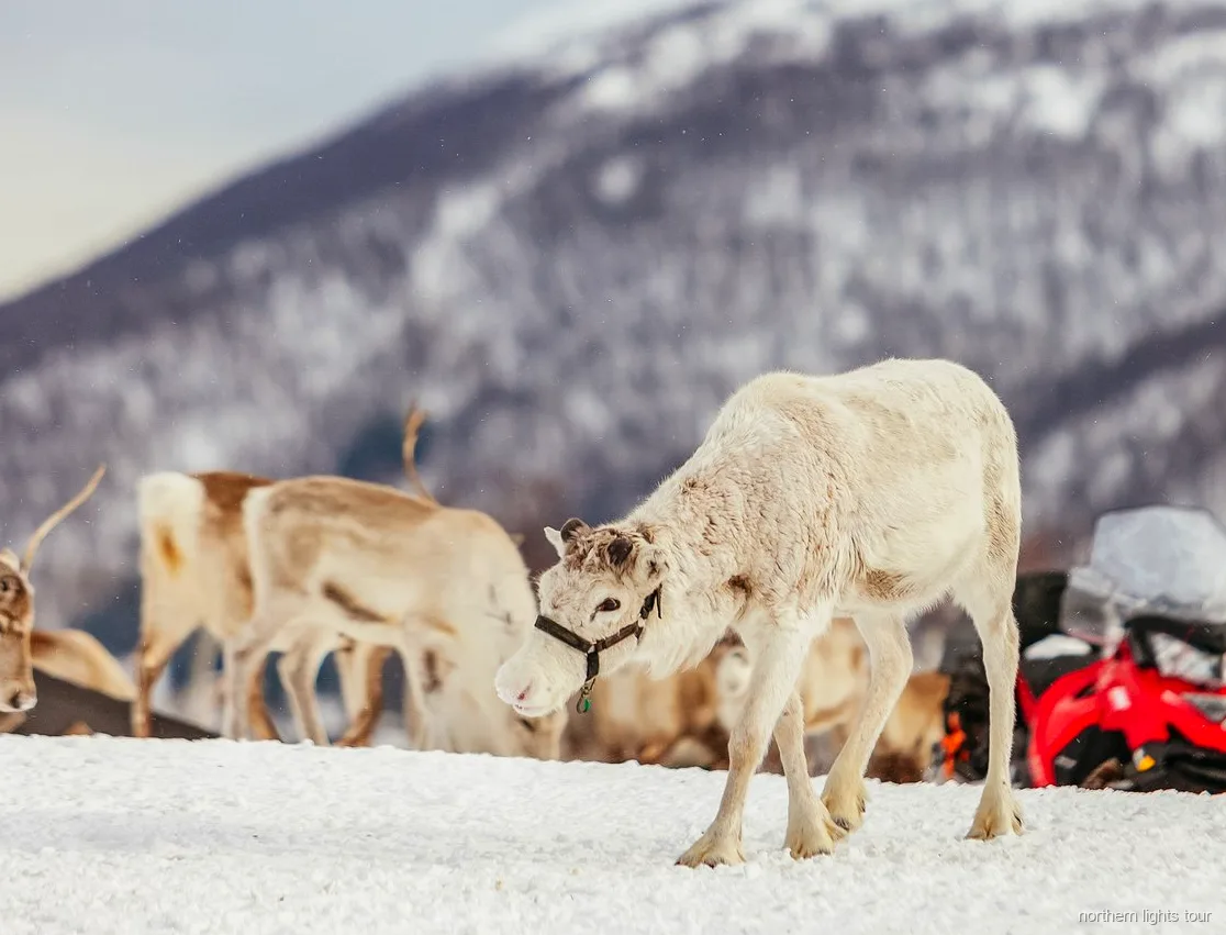 Open vuur en traditionele maaltijd in een lavvu op de Tromsø Samische cultuur- en rendiertour