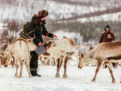 Slitta trainata dalle renne nella neve vicino a Tromsø durante il tour di cultura Sami