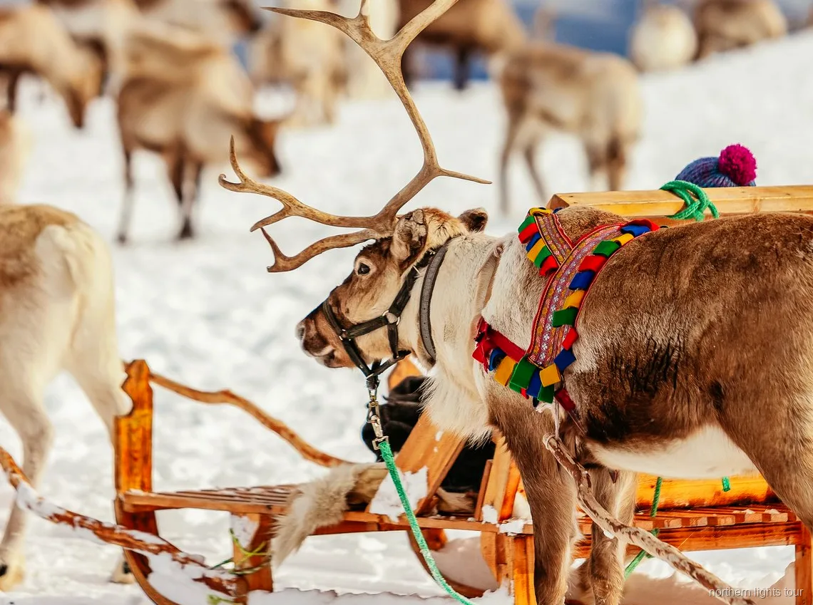 Visitatori che danno da mangiare alle renne con le mani durante il tour Sami delle renne a Tromsø