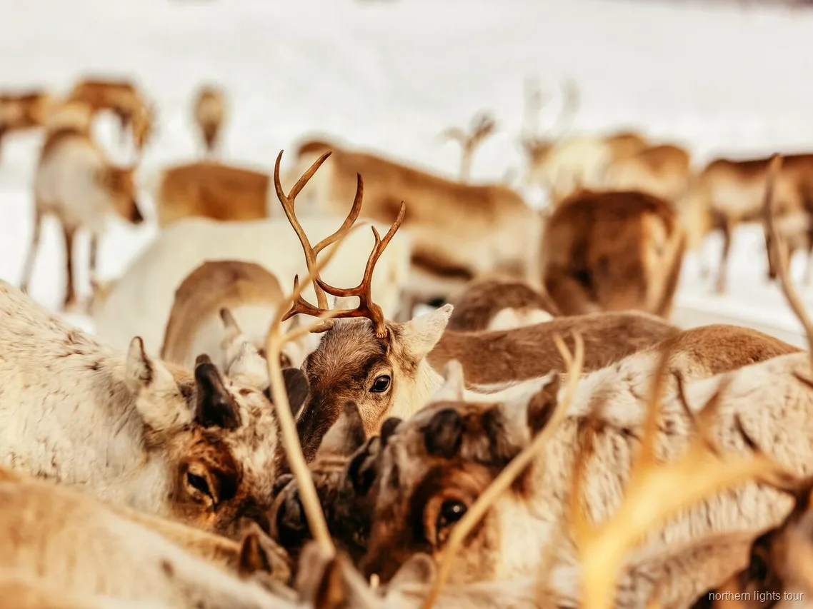 Guida Sami che nutre la mandria di renne vicino a Tromsø, Norvegia