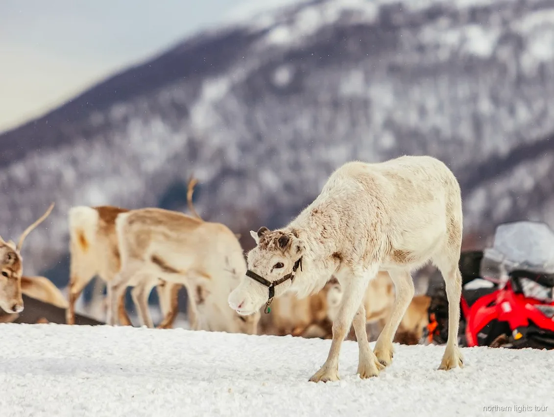 Fuoco acceso e pasto tradizionale dentro un lavvu durante il tour di cultura Sami e renne a Tromsø