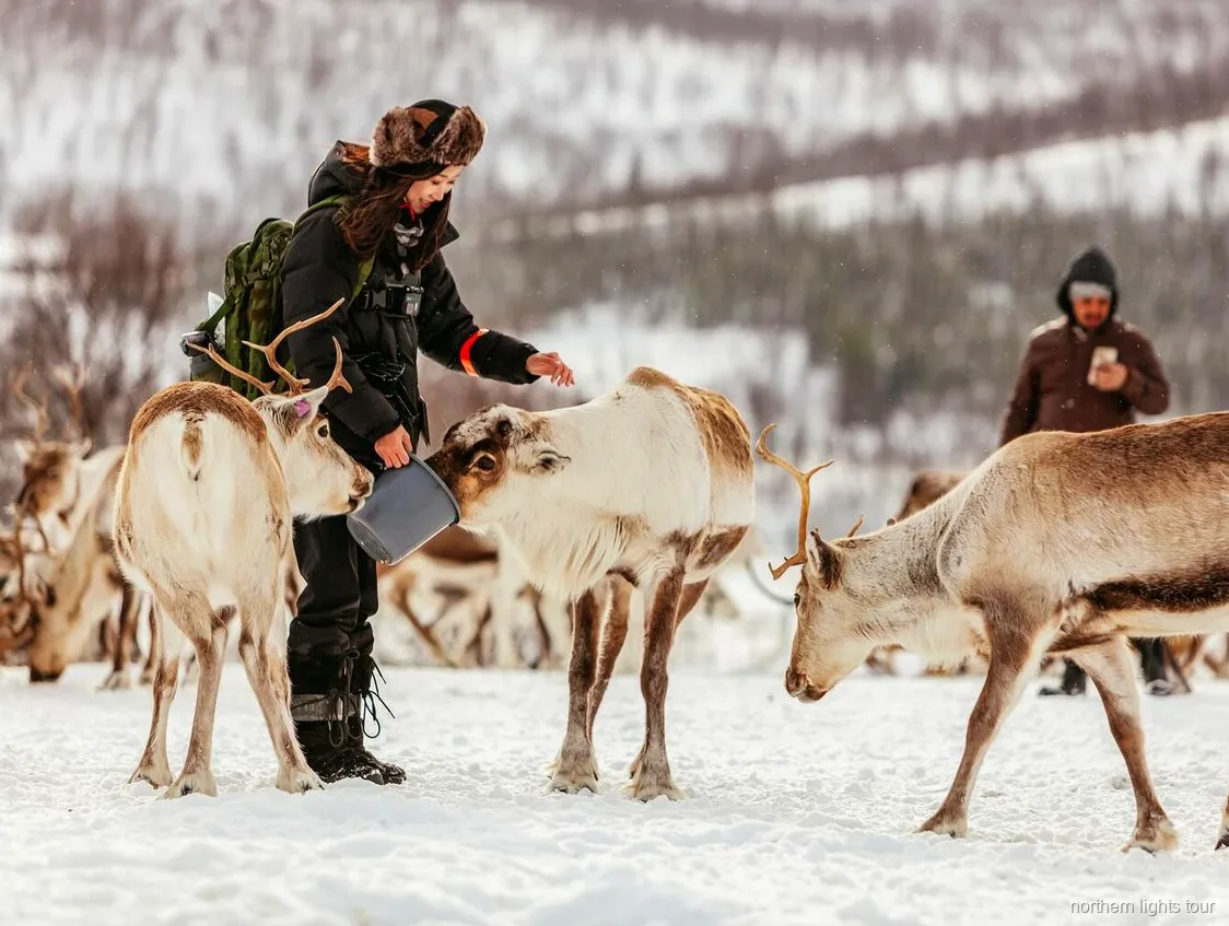 Trenó de renas na neve perto de Tromsø no tour de cultura sami
