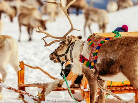 Visitantes a alimentar renas à mão no tour de trenó de renas em Tromsø