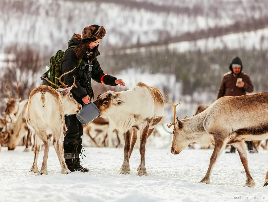 Trineu de rens per la neu prop de Tromsø al tour de cultura sami