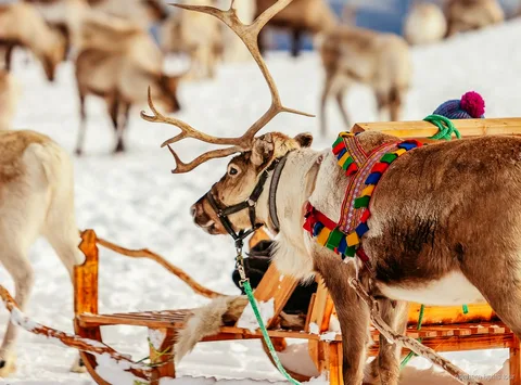 Visitants alimentant rens a mà al tour de trineu de rens sami de Tromsø