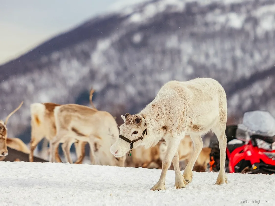 Åbent bål og traditionelt måltid inde i en lavvo på Tromsø samisk kultur- og rensdyrtur