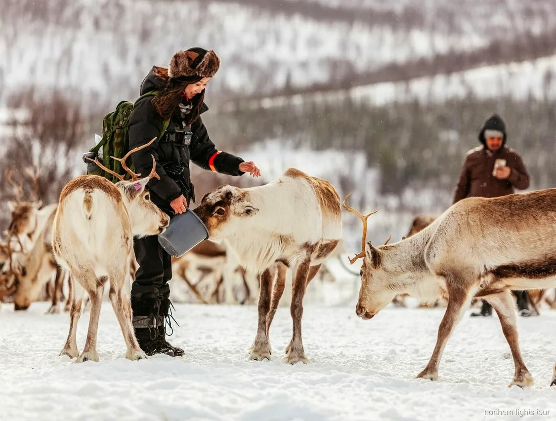 Rensläde genom snön nära Tromsø på den samiska kulturturen