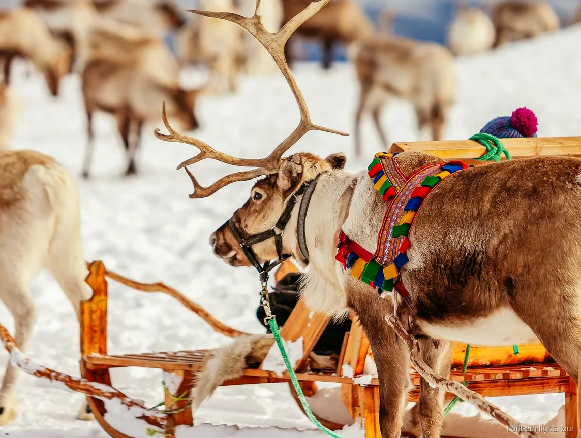 Besökare handmatar renar på Tromsø rensläde- och sami-tur