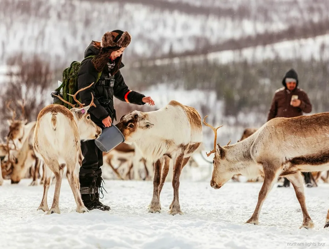 Reindeer sledding through snow near Tromsø on the Sami culture tour