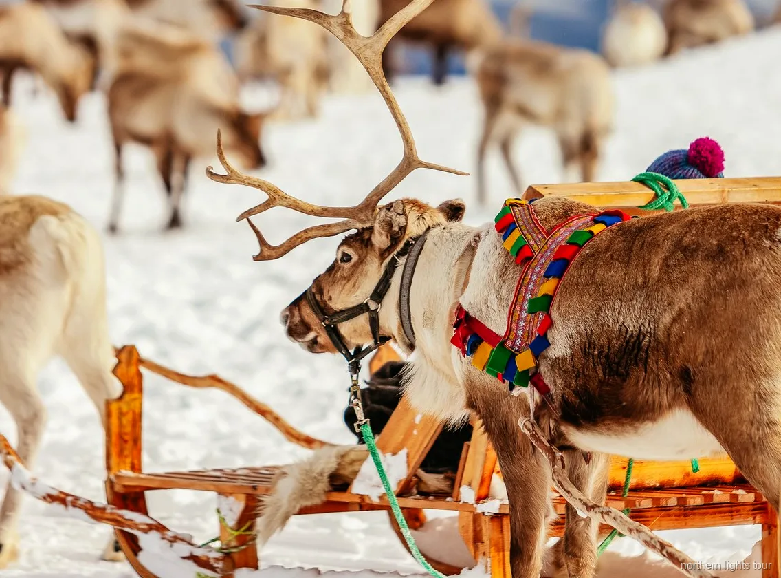 Visitors hand-feeding reindeer on the Tromsø Sami reindeer sledding tour