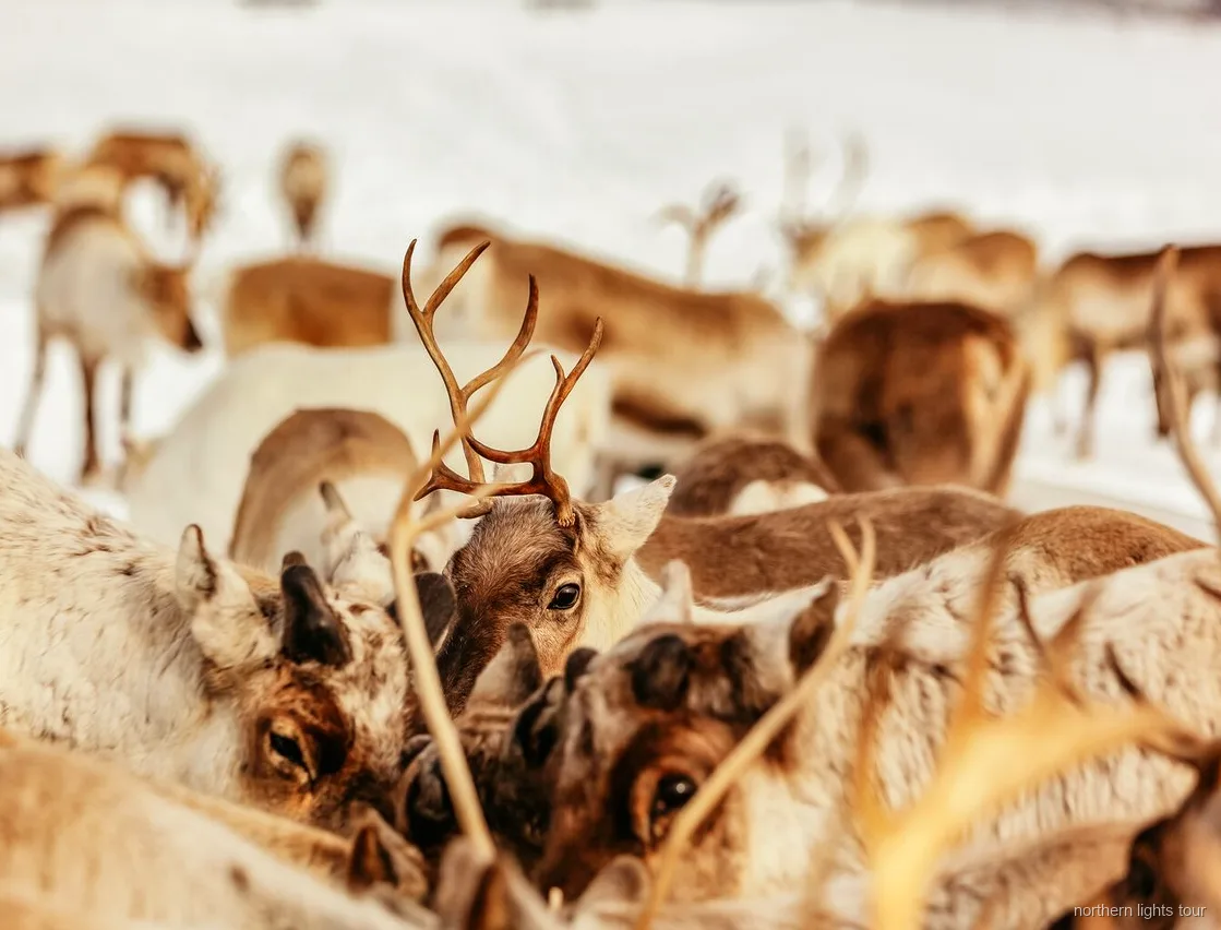 Sami guide feeding the reindeer herd near Tromsø, Norway