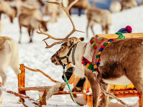 Tromsø Sami ren geyiği kızak turunda ren geyiklerini elle besleyen ziyaretçiler