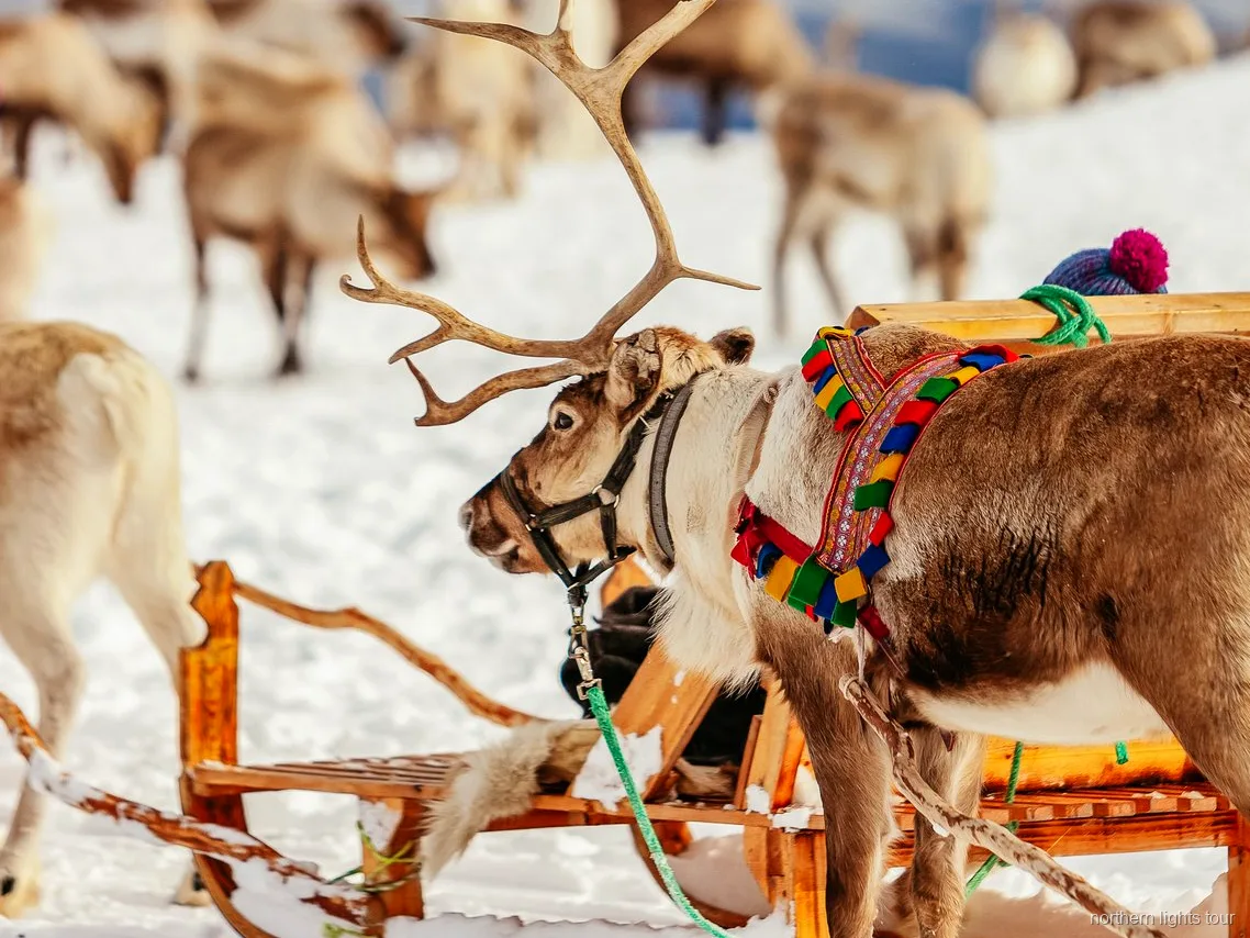 Besucher füttern Rentiere von Hand auf der Tromsø Sami Rentierschlitten-Tour