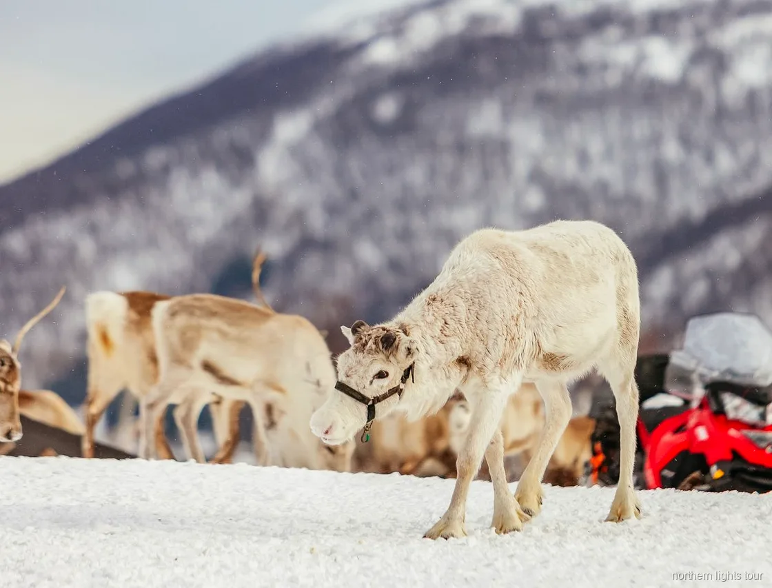 Offenes Feuer und traditionelle Mahlzeit im Lavvu auf der Tromsø Sami-Kultur- und Rentiertour
