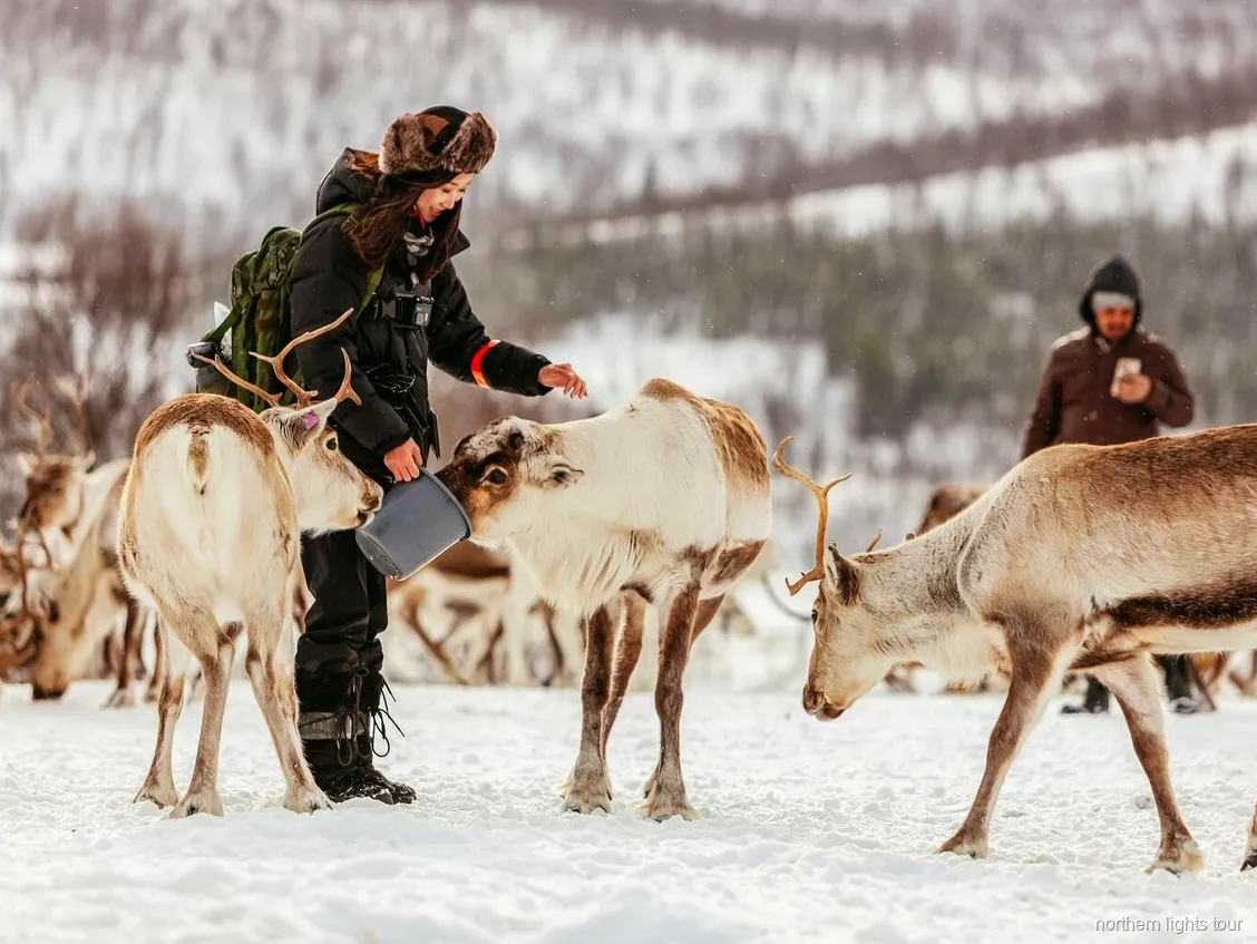 Kulig reniferów przez śnieg niedaleko Tromsø na wycieczce z kulturą Sami