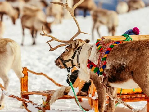 Uczestnicy ręcznie karmiący renifery na wycieczce z kuligiem reniferów w Tromsø